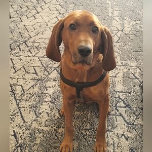 Meet your Posher, Tracy